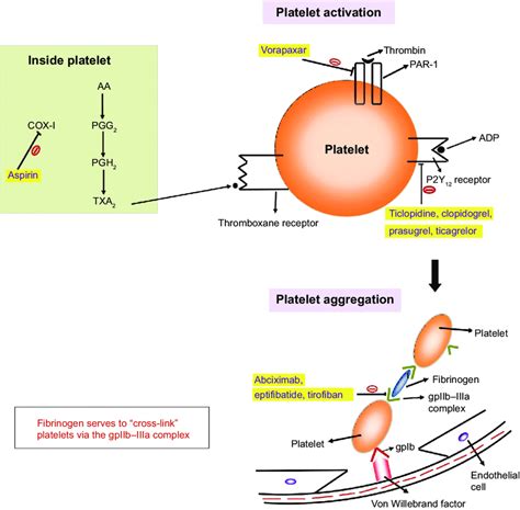 mebeverine mechanism of action